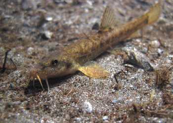 Smerle (Barbatula barbatula) - © Gernot Kunz